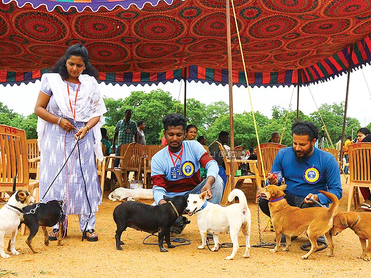 திப்பு சுல்தான் படையில் சிப்பிப்பாறை...
விவசாயிகளின் தோழன் கட்டைக்கால்...