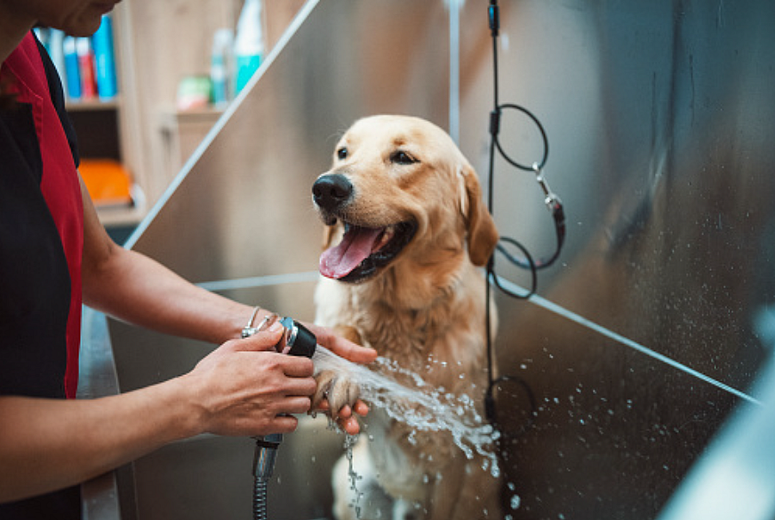 பெட் குரூமிங் | Pet grooming
