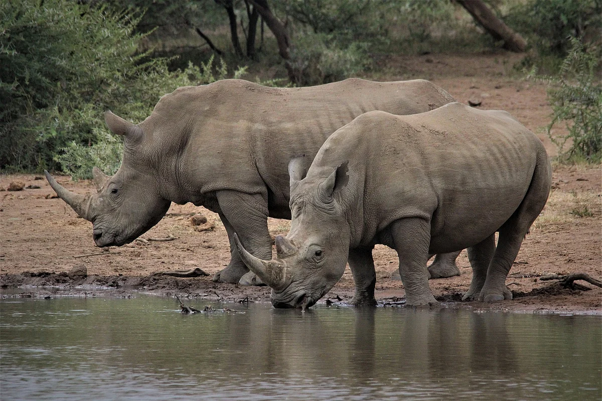 Rhino