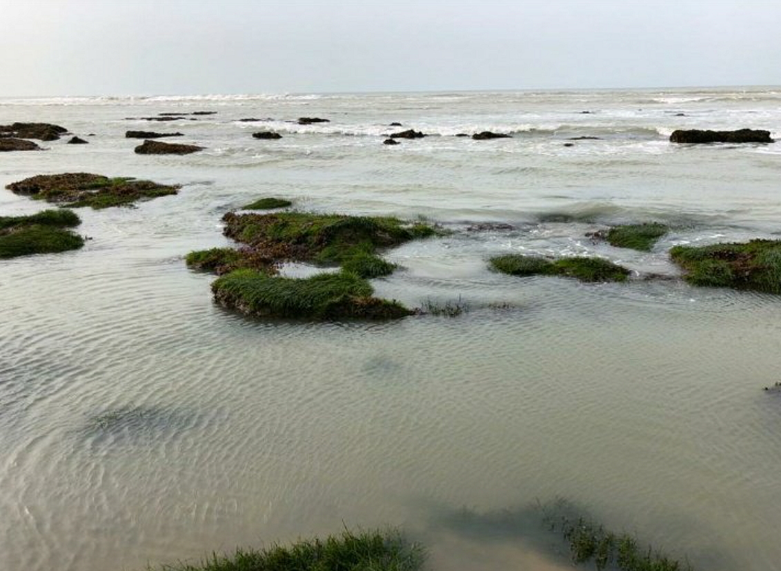 கடற்புற்கள்