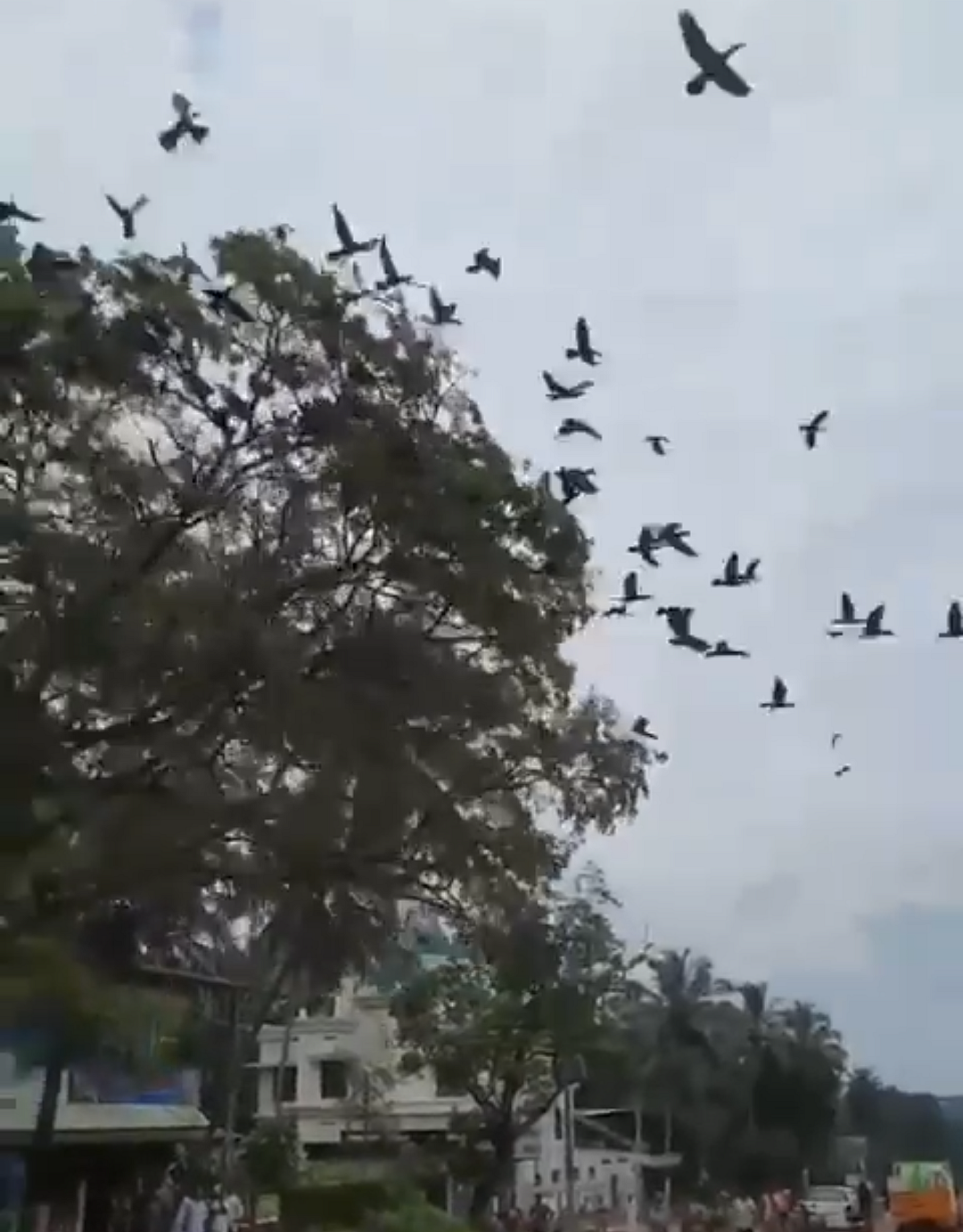 சாய்க்கப்பட்ட புளிய மரத்திலிருந்து பறக்கும் நீர்க்காகங்கள்