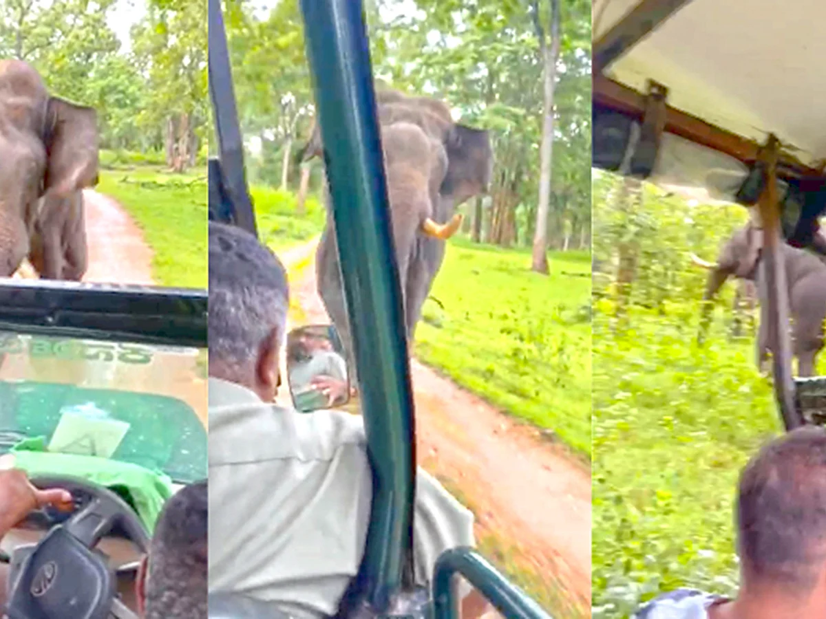 "கேப்டன் கூல்!"- ஆனந்த் மஹிந்திரா பாராட்டிய மனிதர்; காட்டு யானை vs பொலேரோ டிரைவர் - நடந்தது என்ன?