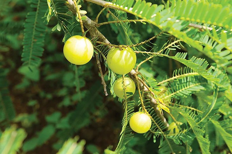 மூலிகைகள், காய்கறிகள்...
மரங்கள்... 20 ஏக்கரில் வியப்பூட்டும் வேளாண் காடு... ஆண்டுக்கு ரூ.20 லட்சம்!