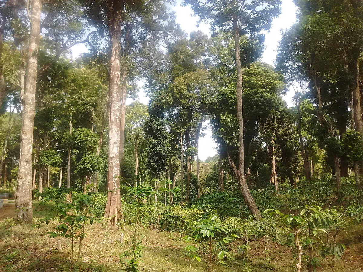 Nelliyampathy