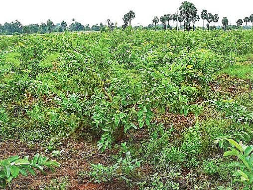 கிலோ 7 ரூபாய்க்கு கொய்யா கொள்முதல்; பெரும் நஷ்டத்தில் விவசாயிகள்! தொடரும் சோகம்... தீர்வு என்ன?