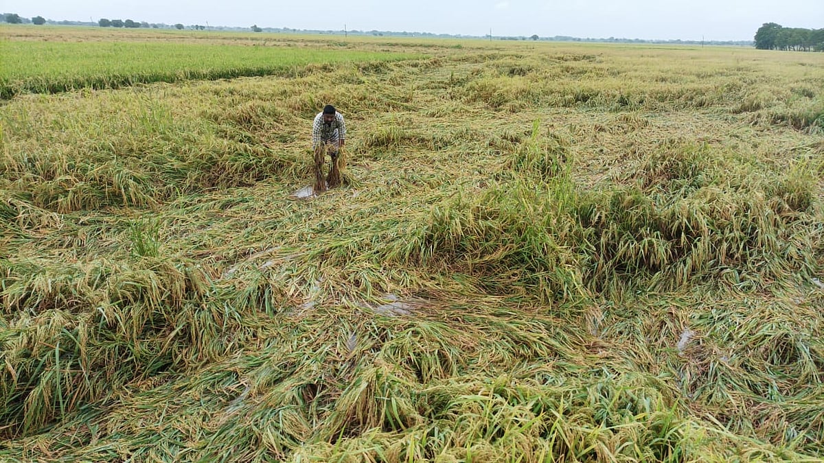 தஞ்சை: இடி மின்னலுடன் கனமழை; குடியிருப்பு பகுதிகளைச் சூழ்ந்த நீர் - அறுவடைக்கு தயாரான பயிர்கள் சேதம்