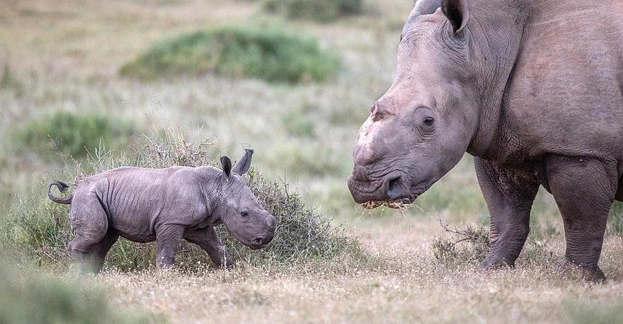 Rhino thandi