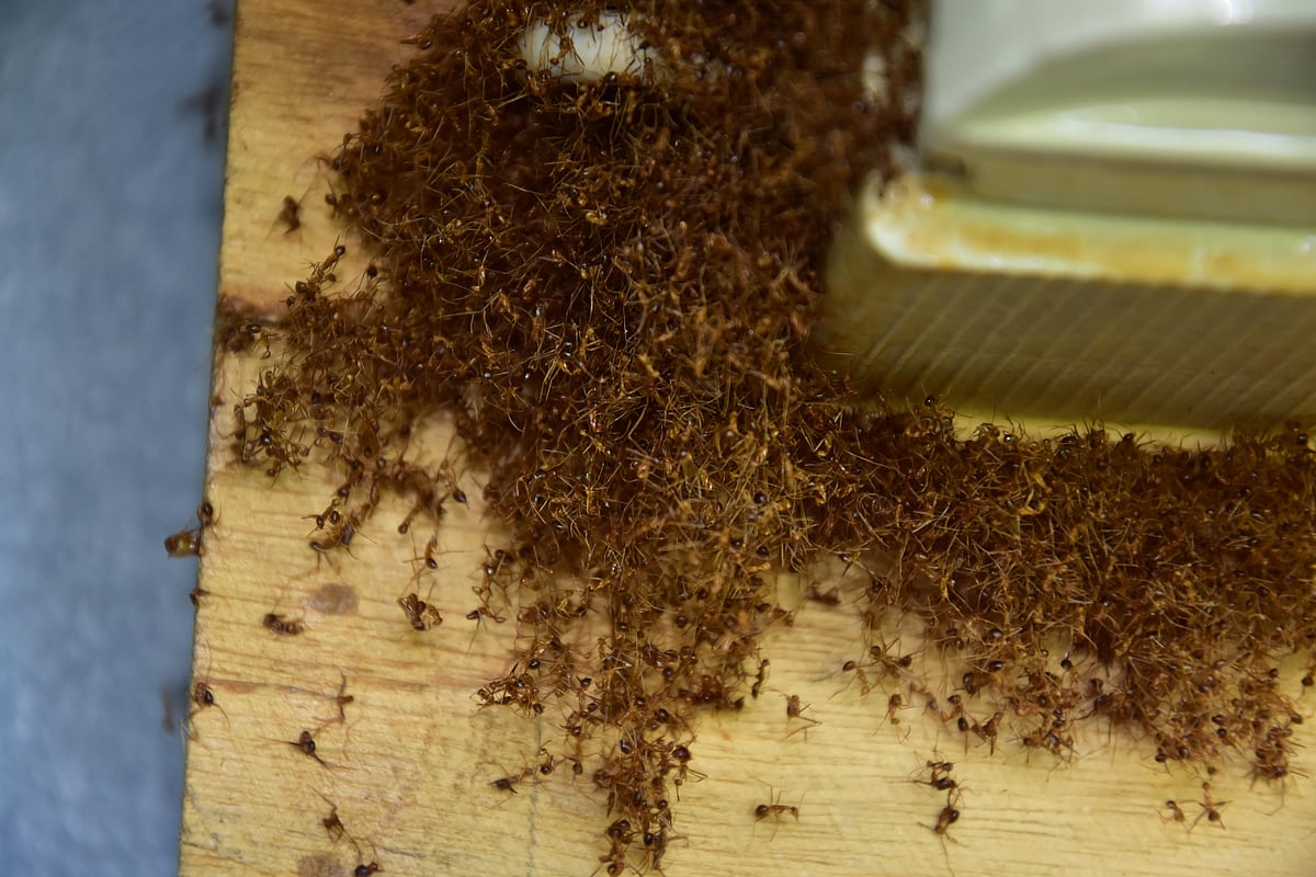 ​படையெடுக்கும் எறும்புகளால் பலியாகும் கால்நடைகள்! 
ஊரை காலி செய்யும் விவசாயிகள்…