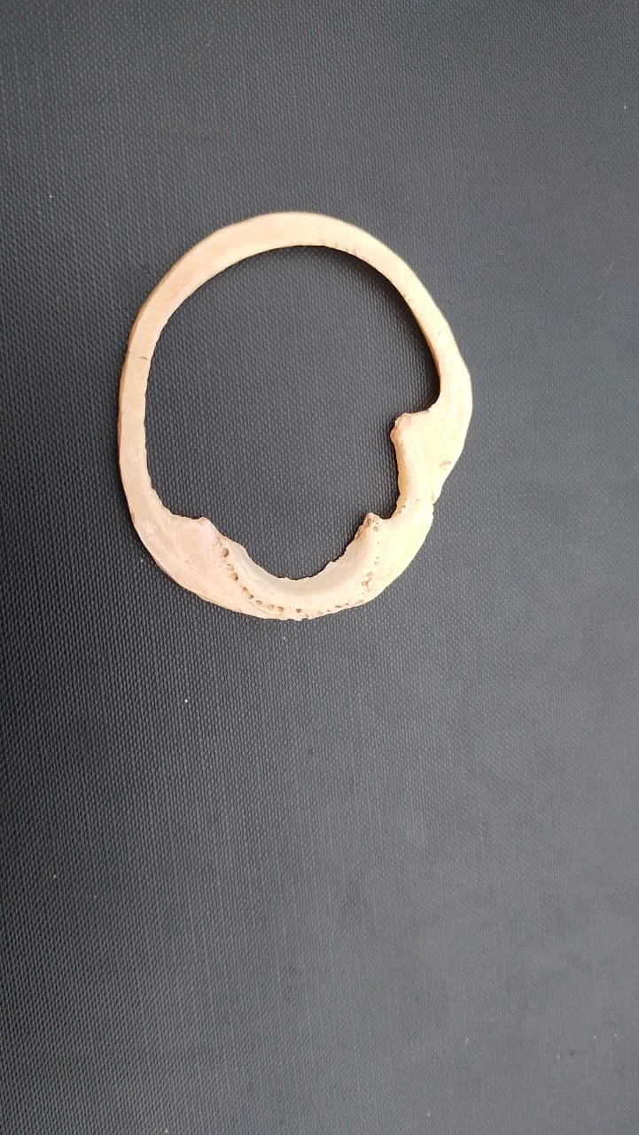 Conch bracelet