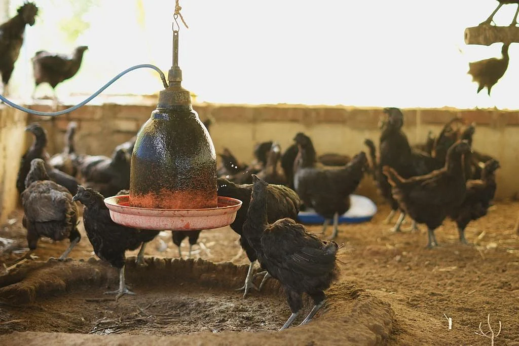 கோழி வளர்ப்பு | இயற்கை விவசாயம்