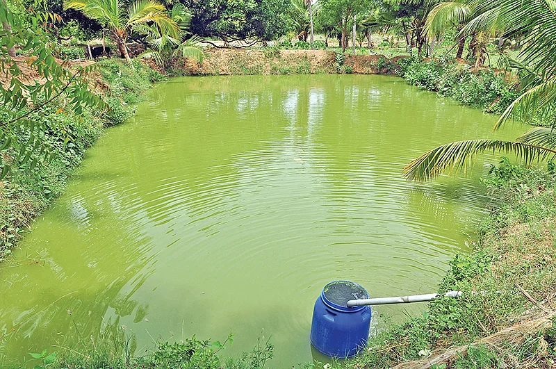 மீன் குளம்