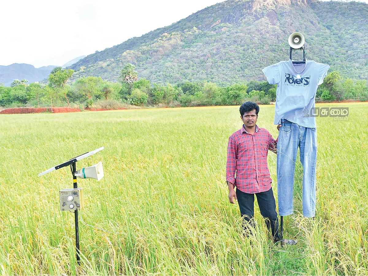 வனவிலங்குகளை விரட்டும்
விநோத பொம்மை...
பயிர்களைப் பாதுகாக்க
புதுமையான முயற்சி!