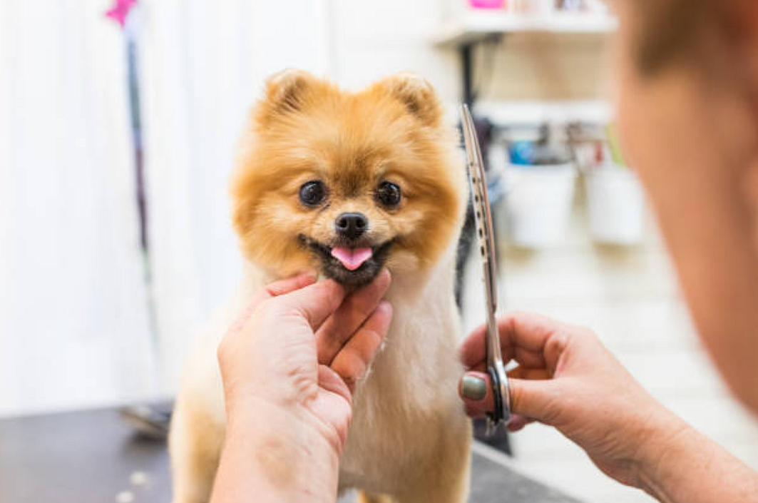 பெட் குரூமிங் | Pet grooming