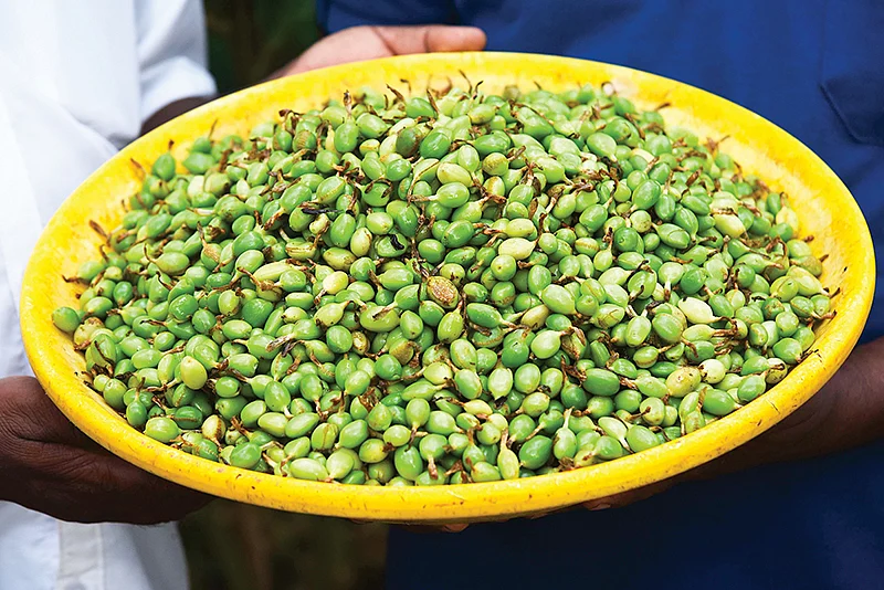 ஏலக்காய்கள்