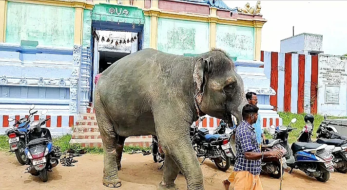 ஜெயமால்யதா யானை