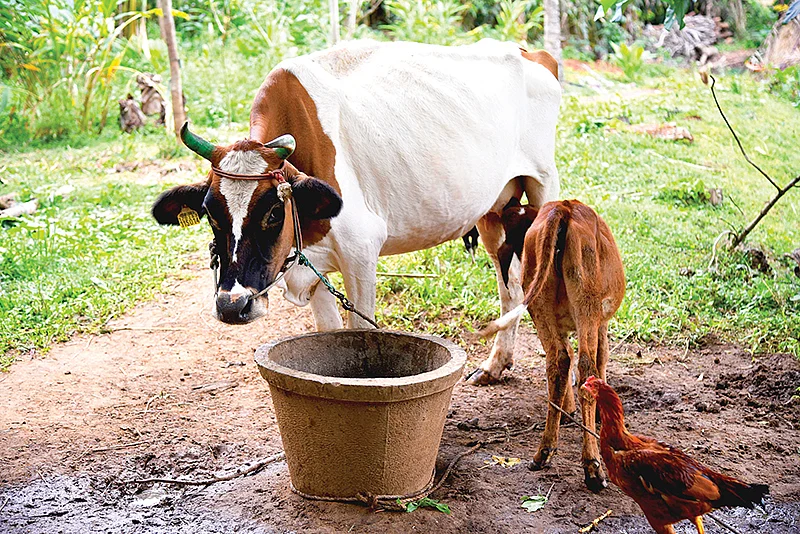 மாடுகள்