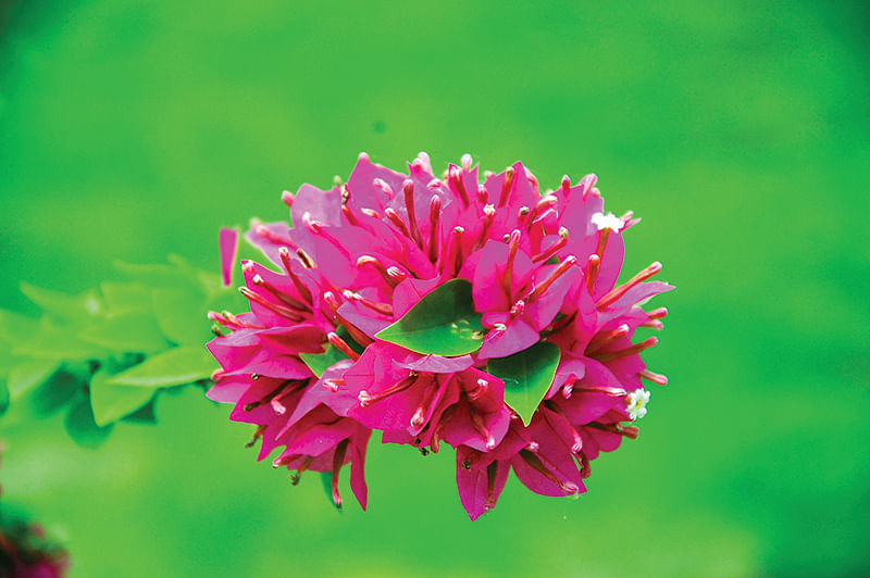 அழகு மலர்