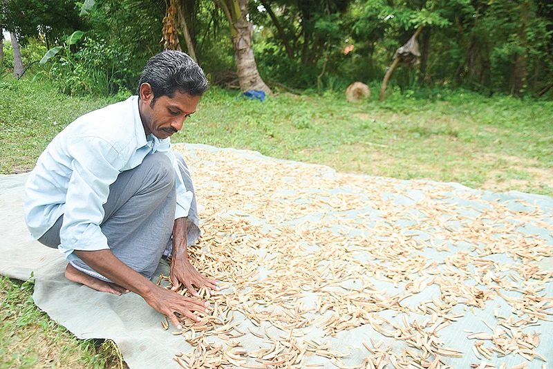 பனங்கிழங்கை காயவைக்கும் பணி