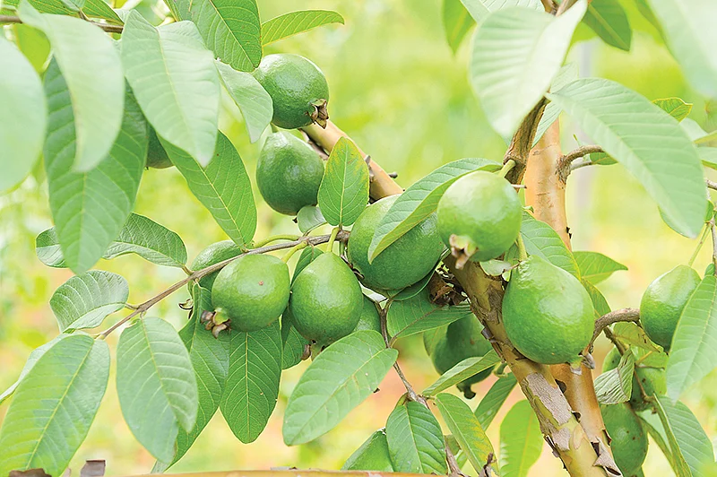 கொய்யா