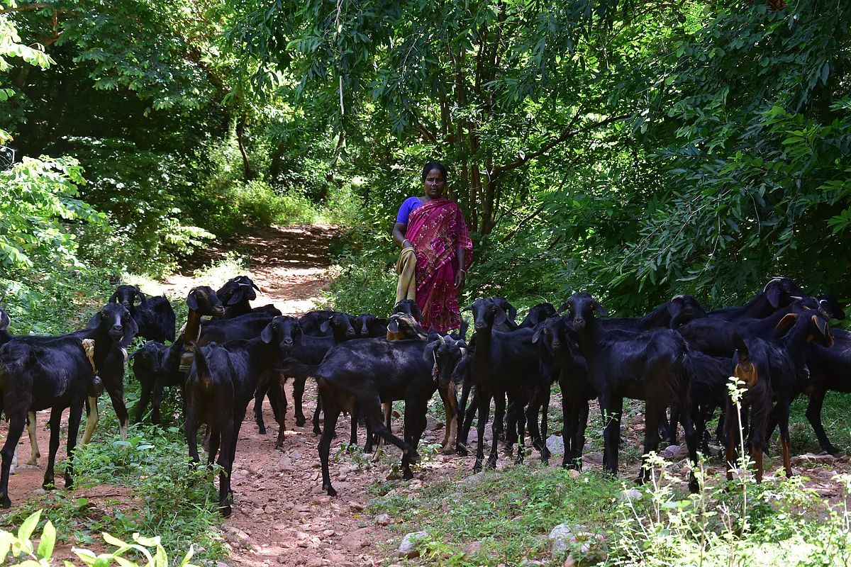 பாதிக்கப்பட்ட ஆடுகள்