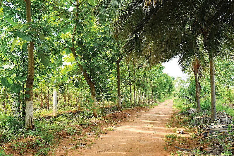 தேக்கு மரங்கள்