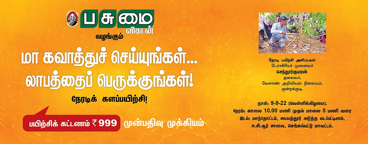 மா கவாத்துச் செய்யுங்கள்... லாபத்தை பெருக்குங்கள்!