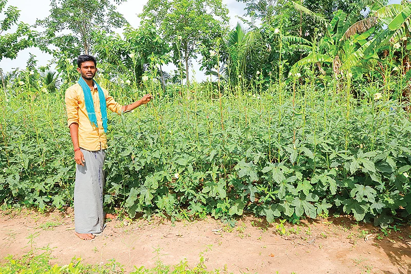 வெண்டைக்காய் சாகுபடி