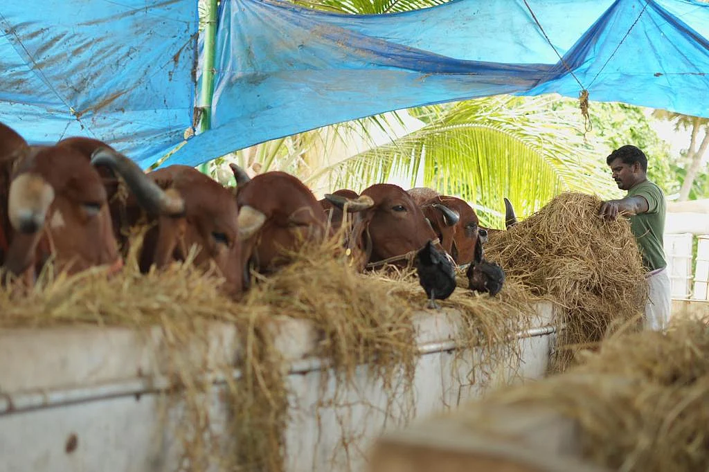 மாடு வளர்ப்பு | இயற்கை விவசாயம்
