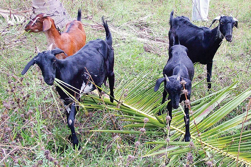 ஆடு வளர்ப்பு