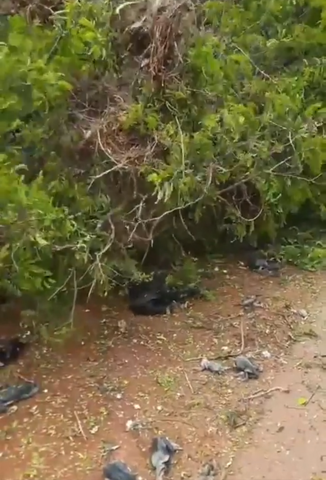 இறந்த நீர் காகங்கள்