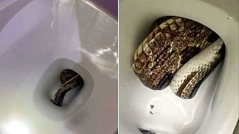 snake in toilet 
