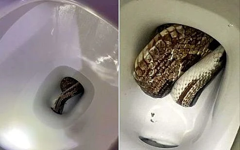 snake in toilet