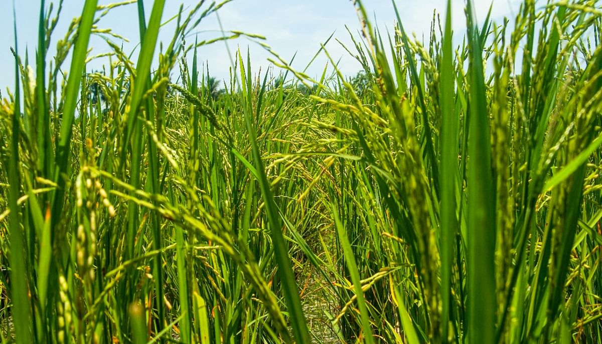 இயற்கை விவசாயம் 