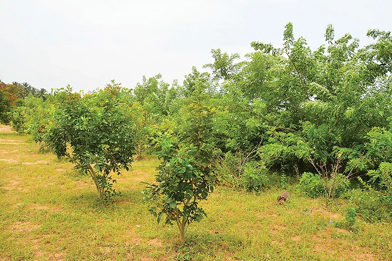 மீட்டெடுக்கப்பட்ட காடு