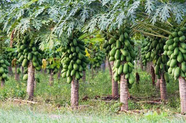 பப்பாளி இலைச்சாறு டெங்கு காய்ச்சலை குணப்படுத்துமா..? - 
வாட்ஸ்அப் தகவலும் மருத்துவ விளக்கமும்!