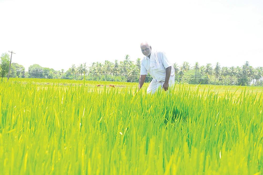 நெல் வயலில் கெம்பு செட்டியார்