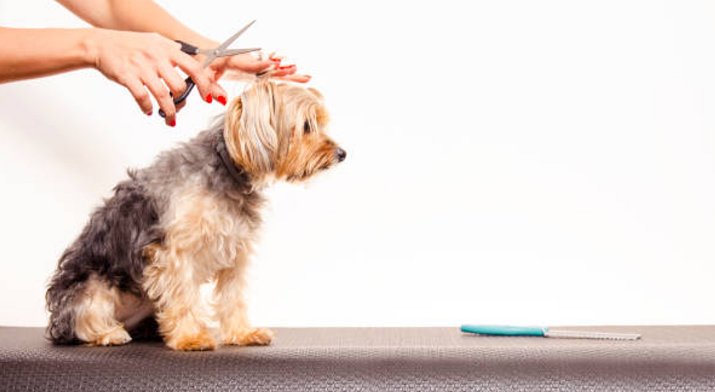 பெட் குரூமிங் | Pet grooming