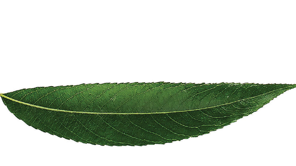 கவிதை