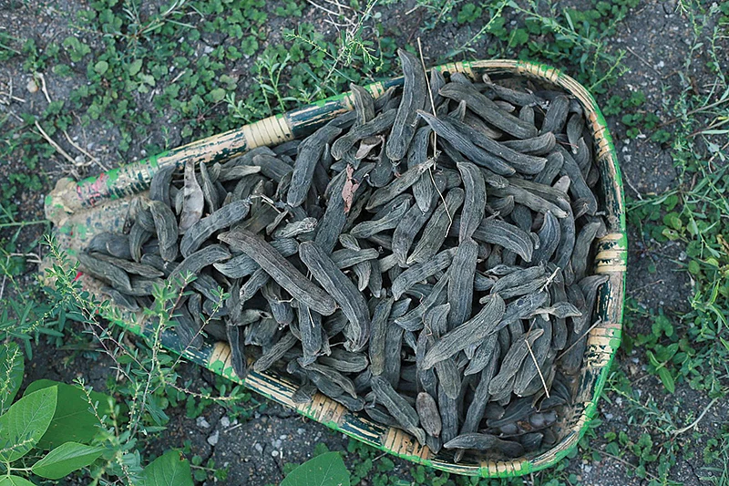 பூனைக்காலி