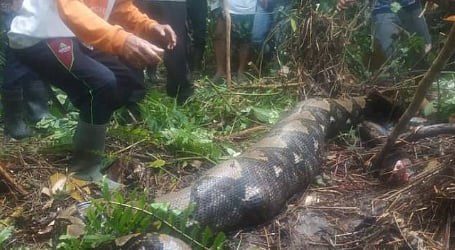 ``பெண்ணை விழுங்கிய  22 அடி நீள மலைப்பாம்பு''- வயிற்றை அறுத்து சடலத்தை மீட்ட அதிர்ச்சி சம்பவம்! 