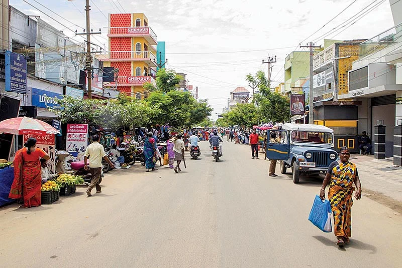 சாலையில் நட்ட மரங்களுடன்