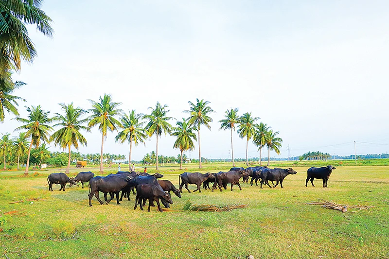 மேய்ச்சலில் எருமைகள்