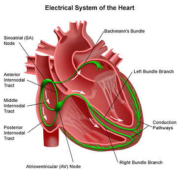 Electrical system of heart 