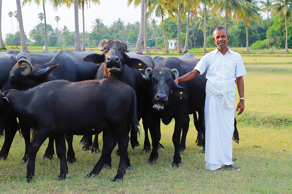 எருமைகளுடன் சுப்ரமணியன்