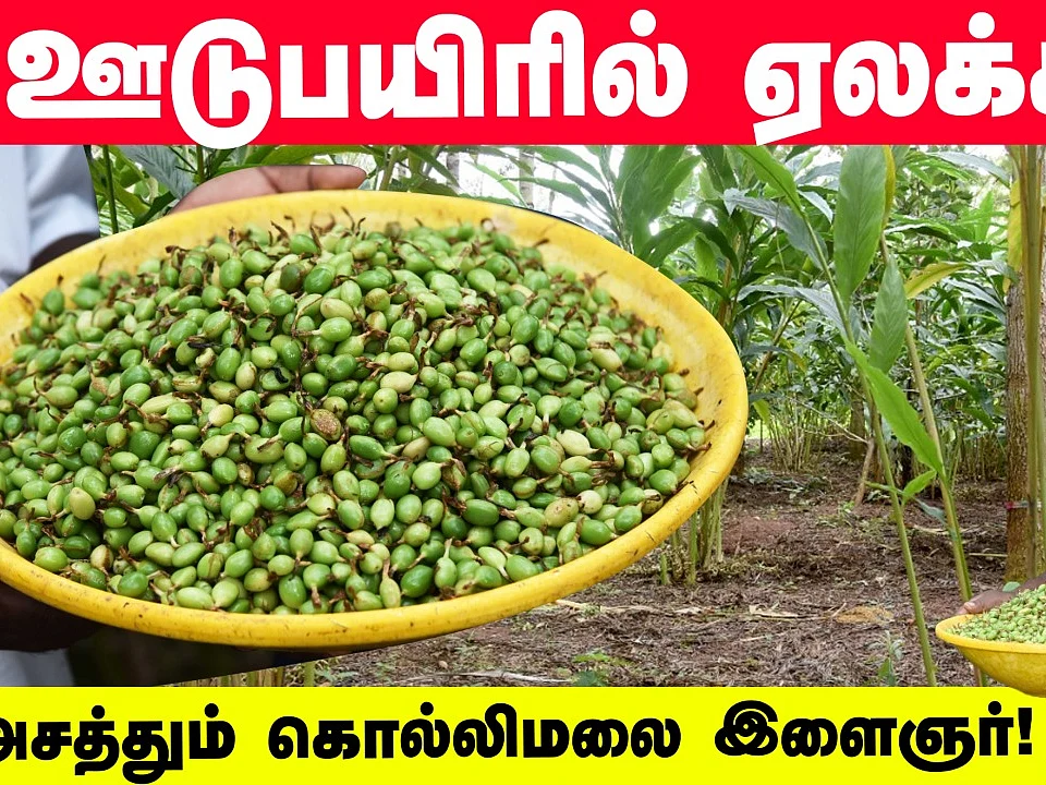 ஊடுபயிரில் ஏலக்காய்... அசத்தும் கொல்லிமலை இளைஞர்!