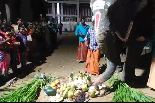 கோமதி யானை