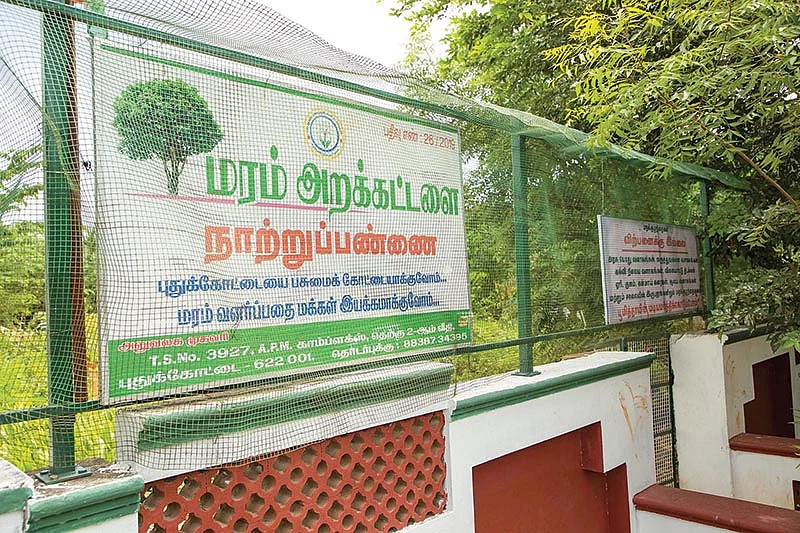 மரக்கன்றுகள் உற்பத்தி