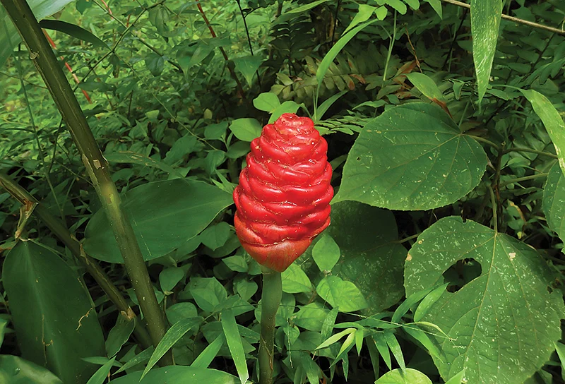 ஷாம்பு இஞ்சி