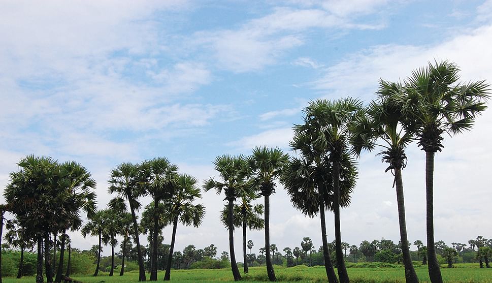 பனை மரங்கள்