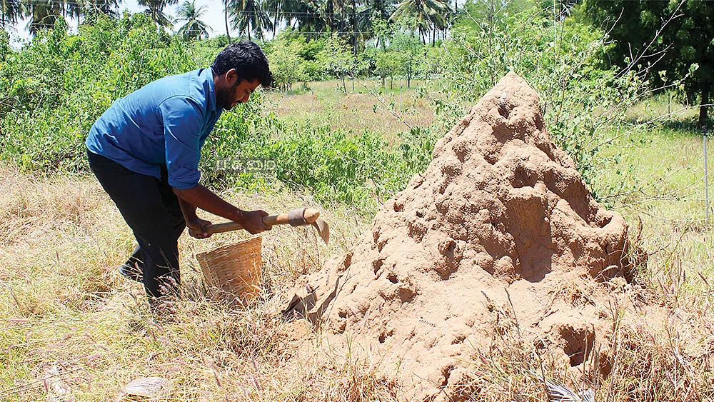 கறையான் புற்று மண்